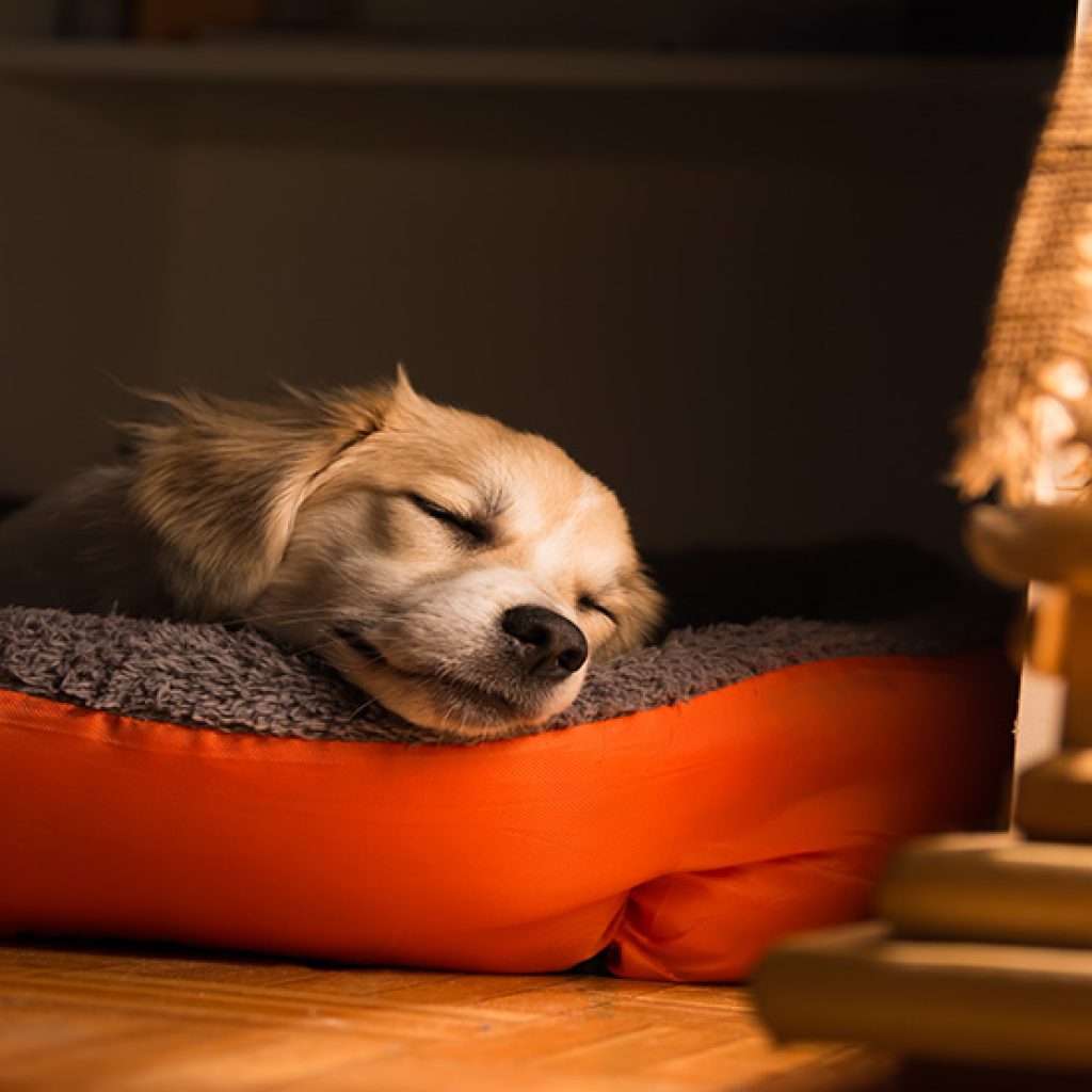 Accessoires pour chien - Panier