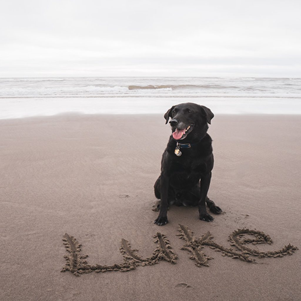 Choisir le nom de son chien - Nom pour chien