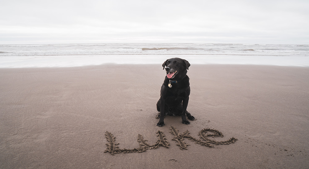Choisir le nom de son chien - Nom pour chien Choisir le nom de son chien - Nom pour chien