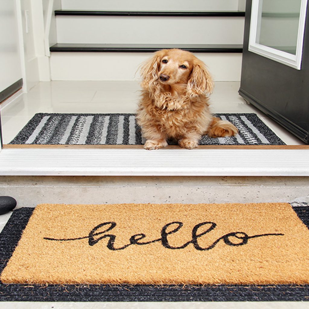 Conseils pour accueillir un chien