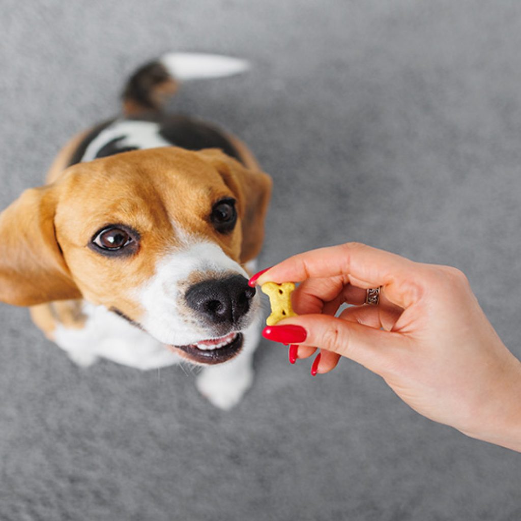 Dressage - Apprendre à son chien à répondre à son nom - Nom pour chien