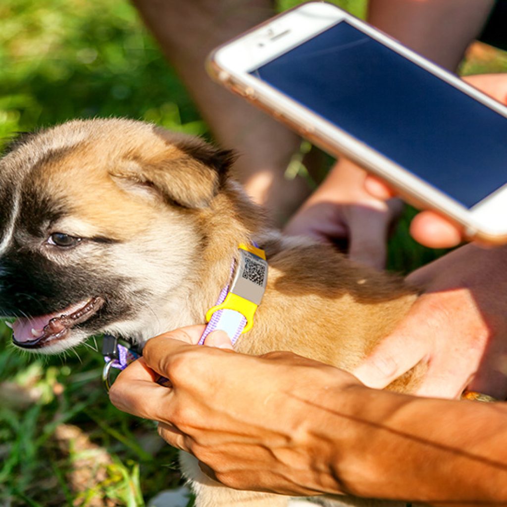 Identification d'un chien grâce à un collier et un QR code