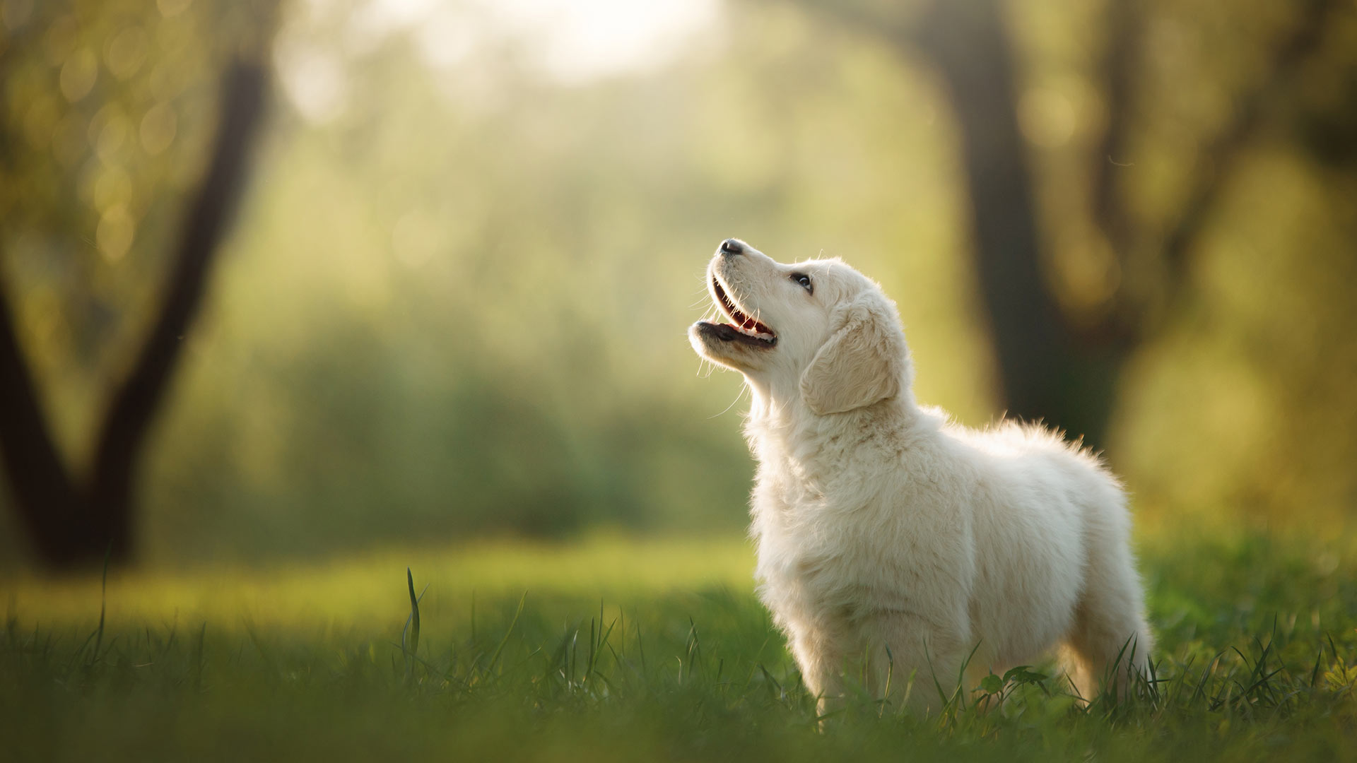 Adorable Labrador