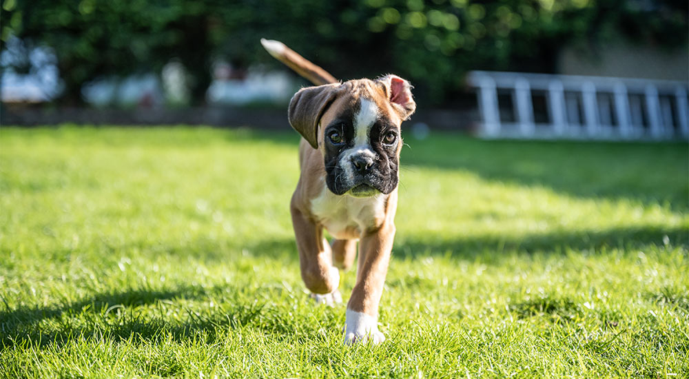 Chiot boxer qui court dans l'herbe - Nom pour chien Chiot boxer qui court dans l'herbe - Nom pour chien