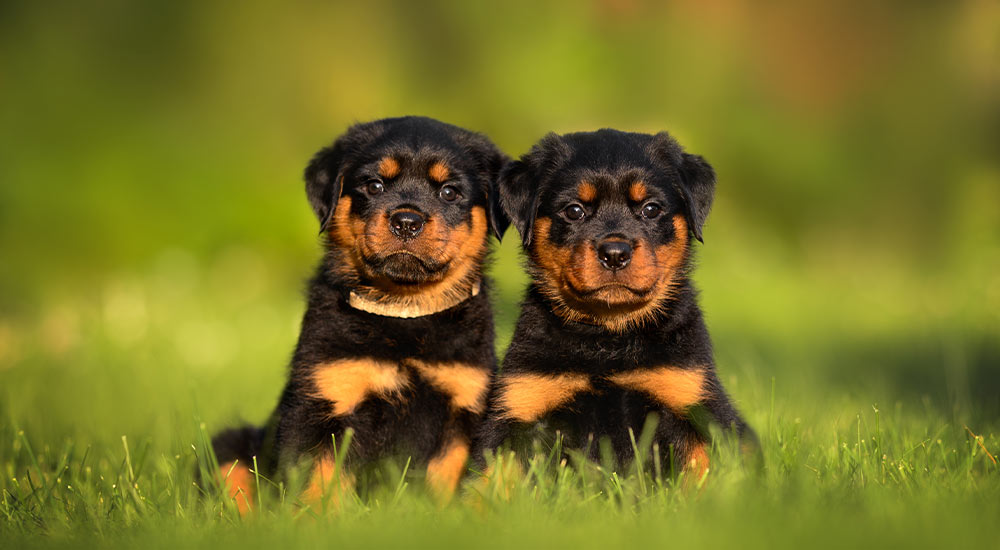 Deux chiots Rottweiler - Nom pour chien Deux chiots Rottweiler - Nom pour chien