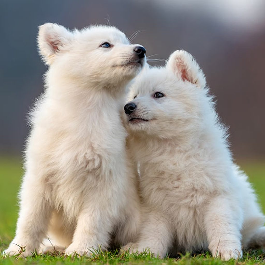 Deux Chiots Berger Suisse Blanc - Nom pour chien
