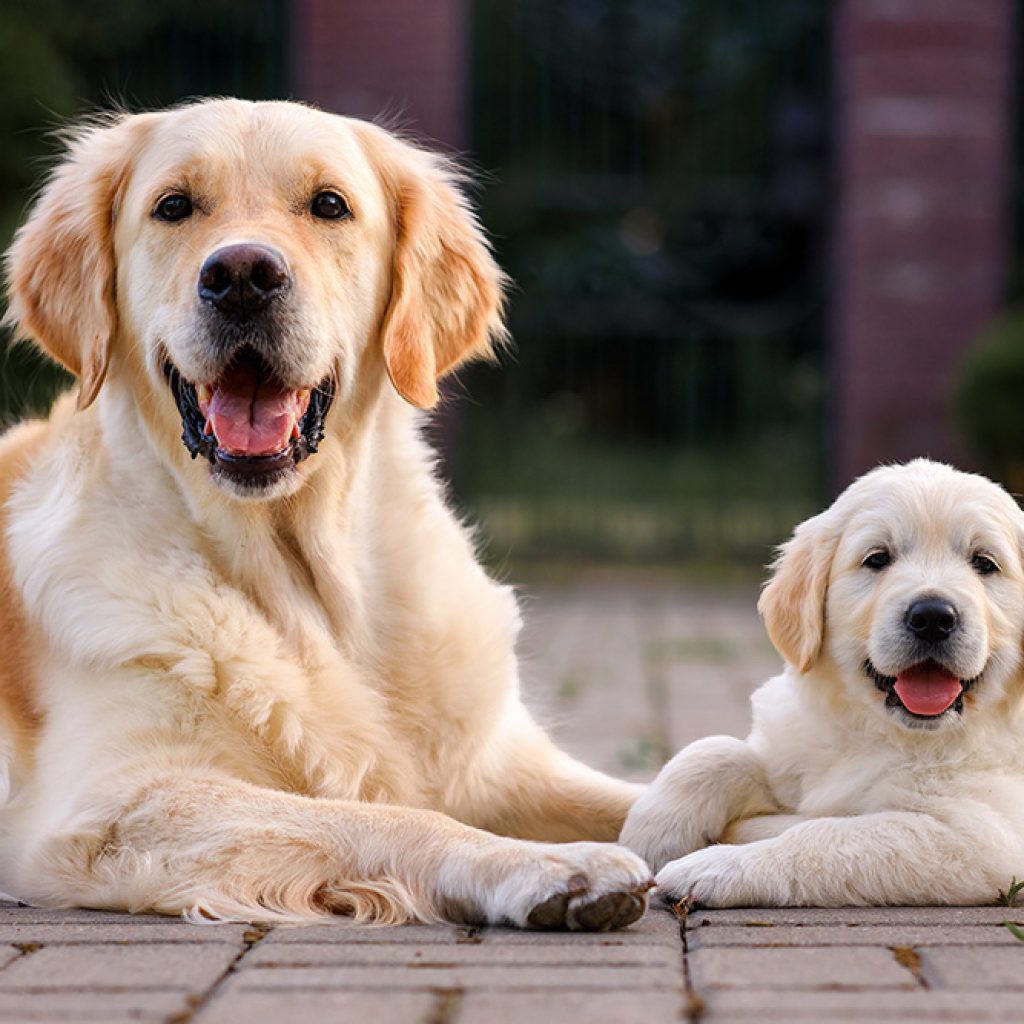 Chiens de race - Inscription au LOF - Golden Retriever
